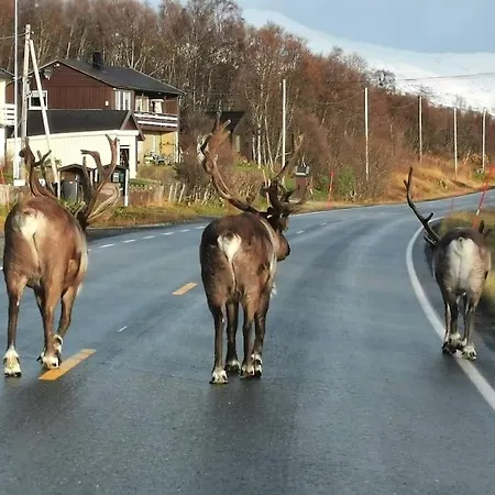 Loghouse In Arctic Wonderland! * Kvaloya