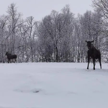 Loghouse In Arctic Wonderland! Apartman Kvaloya