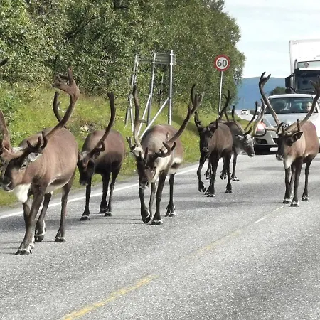 Loghouse In Arctic Wonderland!