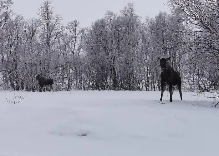 Loghouse In Arctic Wonderland! Lägenhet Kvaloya